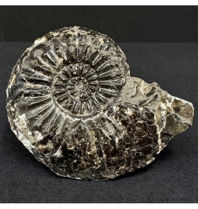 Lower Lias, Lower Jurassic Ammonite from North Yorkshire, England (SKU A4915):- Amaltheus subnodosus