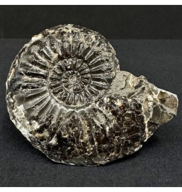 Lower Lias, Lower Jurassic Ammonite from North Yorkshire, England (SKU A4915):- Amaltheus subnodosus