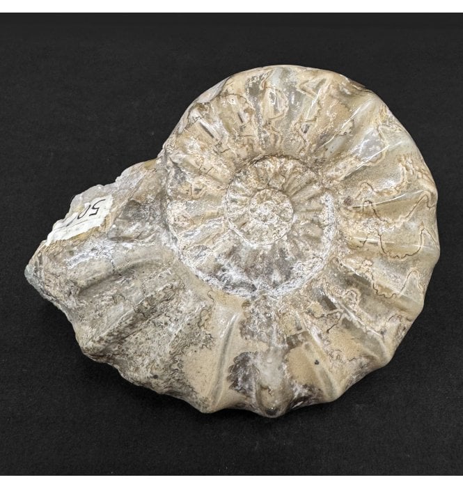 Lower Lias, Lower Jurassic Ammonite from Scunthorpe, England (SKU A4924):- Aegasteroceras saggitarium