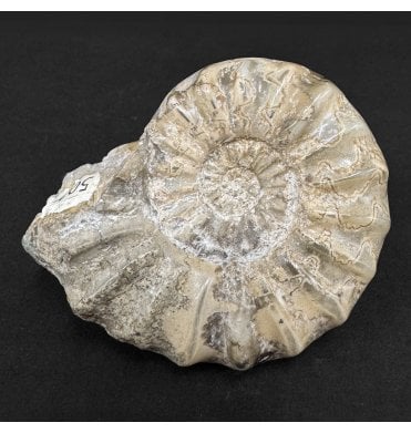 Lower Lias, Lower Jurassic Ammonite from Scunthorpe, England (SKU A4924):- Aegasteroceras saggitarium