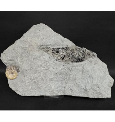 Lower Lias, Lower Jurassic Calcite Ammonite and Fossil Fish Cluster from Charmouth, Dorset, England (SKU V9071):- Pholidophorus bechei and Promicroceras planicosta