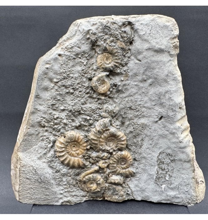 Lower Lias, Lower Jurassic Calcite Ammonite Cluster ‘Popcorn Stone’ from Charmouth, Dorset, England (SKU A4272):- Promicroceras praecompressum and Cymbites sp. indet.