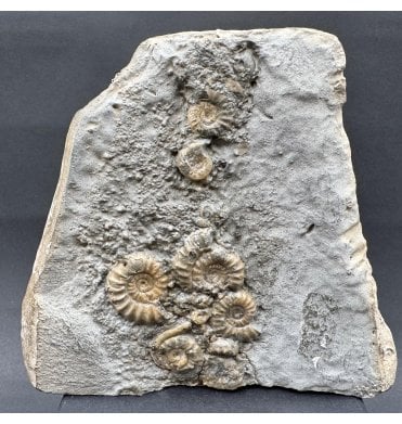 Lower Lias, Lower Jurassic Calcite Ammonite Cluster ‘Popcorn Stone’ from Charmouth, Dorset, England (SKU A4272):- Promicroceras praecompressum and Cymbites sp. indet.