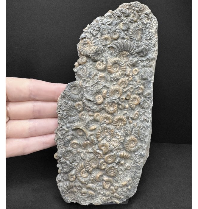 Lower Lias, Lower Jurassic Calcite Ammonite Cluster ‘Popcorn Stone’ from Charmouth, Dorset, England (SKU A5055):- Promicroceras praecompressum and Cymbites sp.