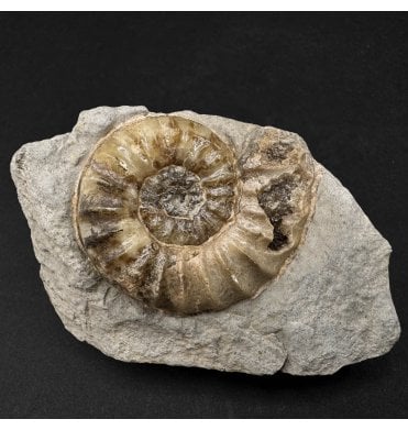 Lower Lias, Lower Jurassic Calcite Ammonite from Charmouth, Dorset, England (SKU A3368):- Asteroceras obtusum