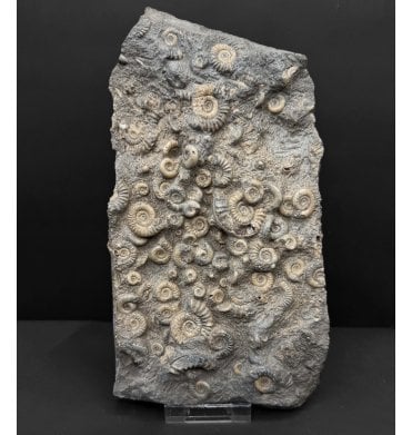 Lower Lias, Lower Jurassic Calcite Ammonite from Charmouth, Dorset, England (SKU A4801):- Arnioceras semicostoides