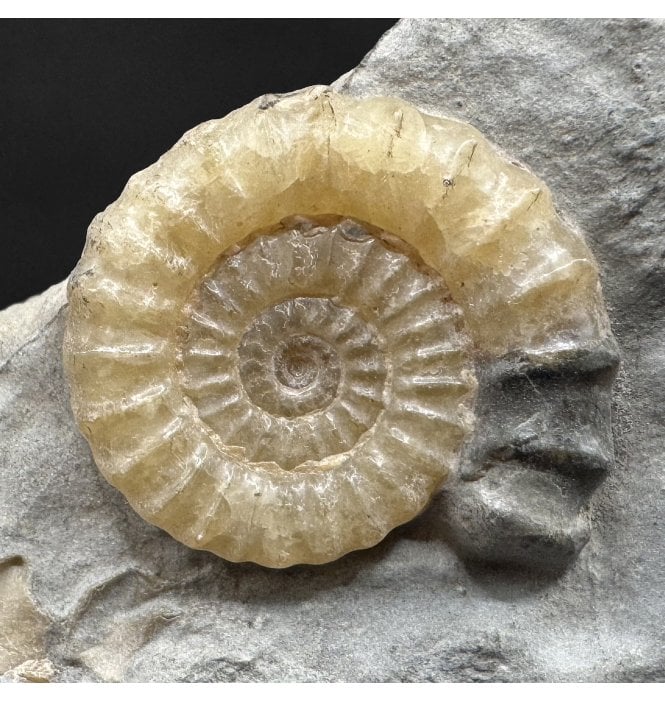 Lower Lias, Lower Jurassic Calcite Ammonite from Charmouth, Dorset, England (SKU A4951):- Promicroceras planicosta