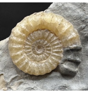 Lower Lias, Lower Jurassic Calcite Ammonite from Charmouth, Dorset, England (SKU A4951):- Promicroceras planicosta