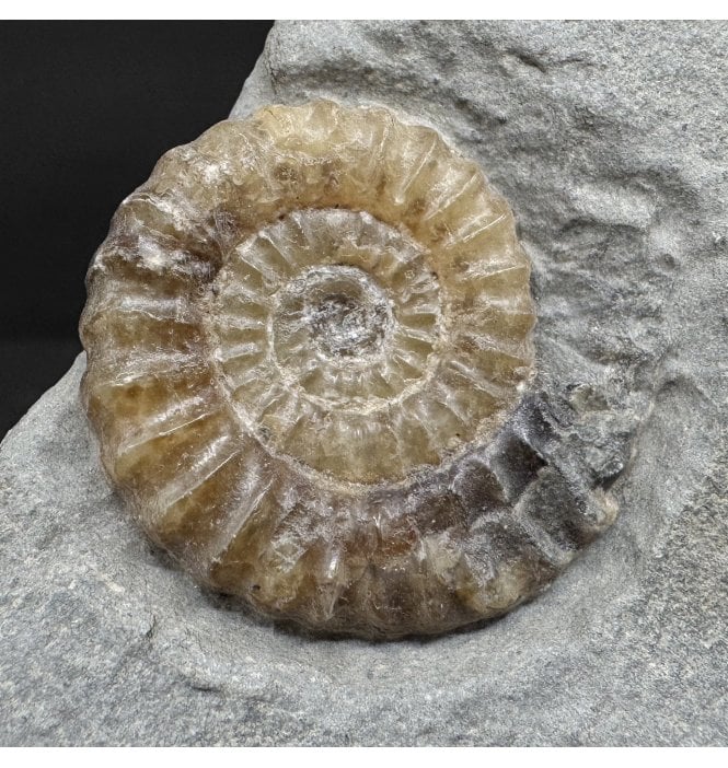 Lower Lias, Lower Jurassic Calcite Ammonite from Charmouth, Dorset, England (SKU A4953):- Promicroceras planicosta