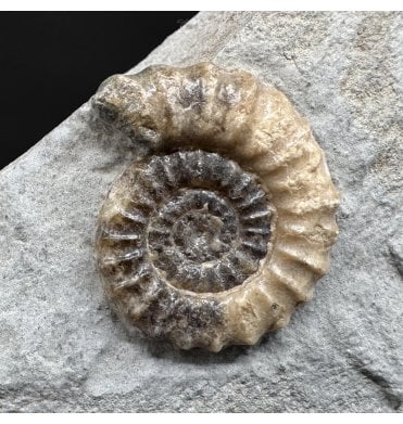 Lower Lias, Lower Jurassic Calcite Ammonite from Charmouth, Dorset, England (SKU A4955):- Promicroceras planicosta