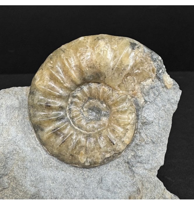 Lower Lias, Lower Jurassic Calcite Ammonite from Charmouth, Dorset, England (SKU A4957):- Asteroceras obtusum