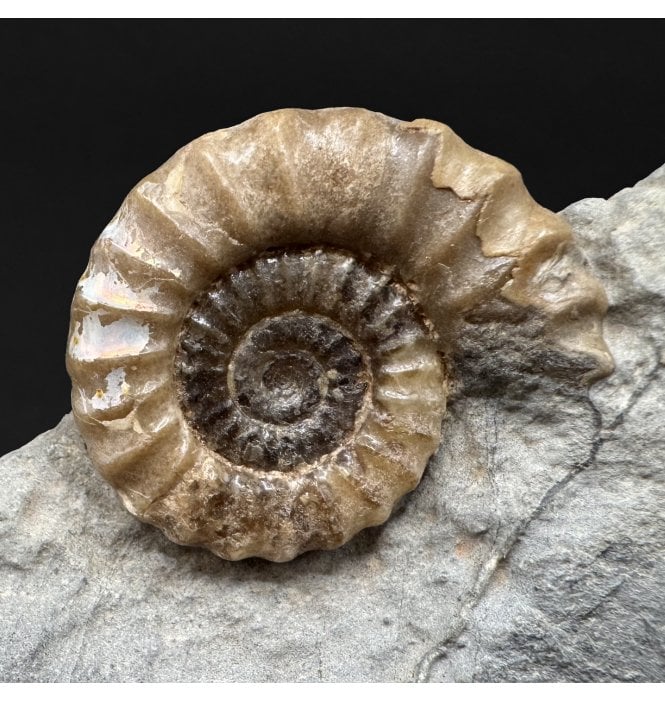 Lower Lias, Lower Jurassic Calcite Ammonite from Charmouth, Dorset, England (SKU A4981):- Promicroceras planicosta
