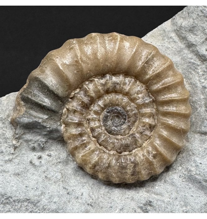Lower Lias, Lower Jurassic Calcite Ammonite from Charmouth, Dorset, England (SKU A4983):- Promicroceras planicosta