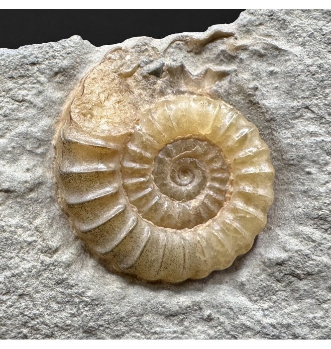 Lower Lias, Lower Jurassic Calcite Ammonite from Charmouth, Dorset, England (SKU A4984):- Promicroceras planicosta