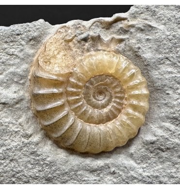 Lower Lias, Lower Jurassic Calcite Ammonite from Charmouth, Dorset, England (SKU A4984):- Promicroceras planicosta