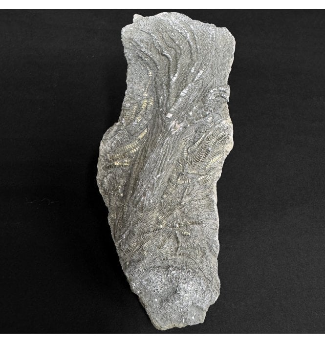 Lower Lias, Lower Jurassic Crinoid from Dorset, England (SKU OF4351):- Pentacrinites fossilis