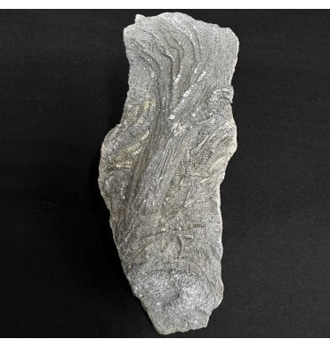 Lower Lias, Lower Jurassic Crinoid from Dorset, England (SKU OF4351):- Pentacrinites fossilis