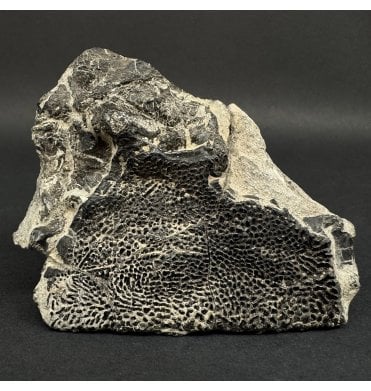 Lower Lias, Lower Jurassic Fossil Fish Skull Fragment from Dorset, England (SKU V9025):- Dapedium politum