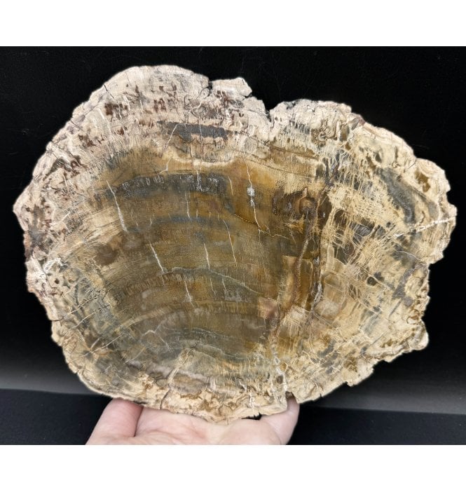 Lower Lias, Lower Jurassic Fossil Wood from Madagascar (SKU OF2869):- Dadoxylon sp.
