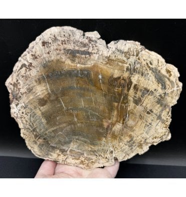 Lower Lias, Lower Jurassic Fossil Wood from Madagascar (SKU OF2869):- Dadoxylon sp.