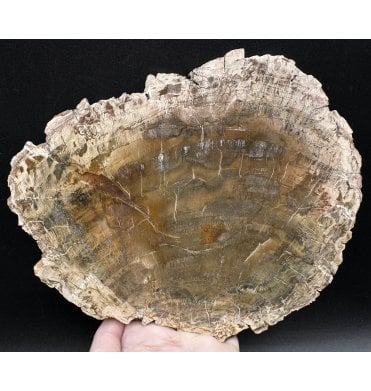 Lower Lias, Lower Jurassic Fossil Wood from Madagascar (SKU OF2870):- Dadoxylon sp.