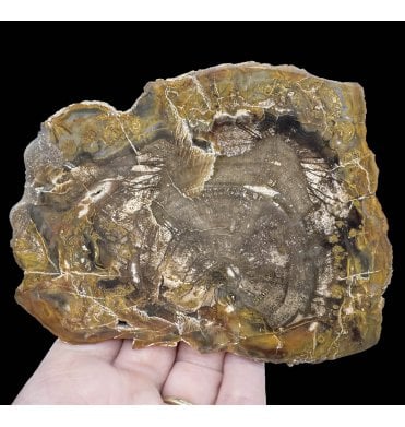 Lower Lias, Lower Jurassic Fossil Wood from Madagascar (SKU OF2923):- Dadoxylon sp.