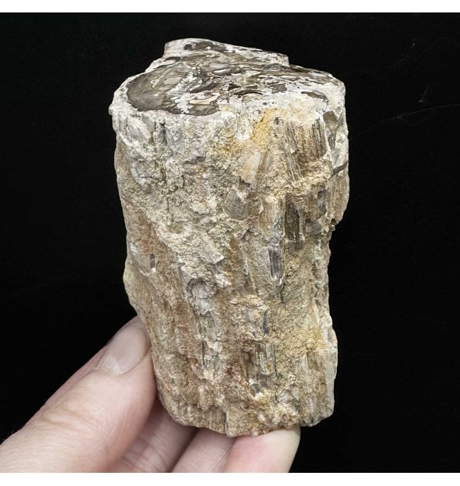 Lower Lias, Lower Jurassic Fossil Wood from Madagascar (SKU OF3090):- Dadoxylon sp.