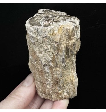 Lower Lias, Lower Jurassic Fossil Wood from Madagascar (SKU OF3090):- Dadoxylon sp.