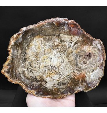 Lower Lias, Lower Jurassic Fossil Wood from Madagascar (SKU OF3998):- Dadoxylon sp.