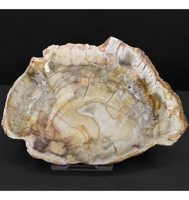 Lower Lias, Lower Jurassic Fossil Wood from Madagascar (SKU OF4045):- Dadoxylon sp.