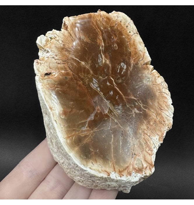Lower Lias, Lower Jurassic Fossil Wood from Madagascar (SKU OF4480):- Dadoxylon sp.