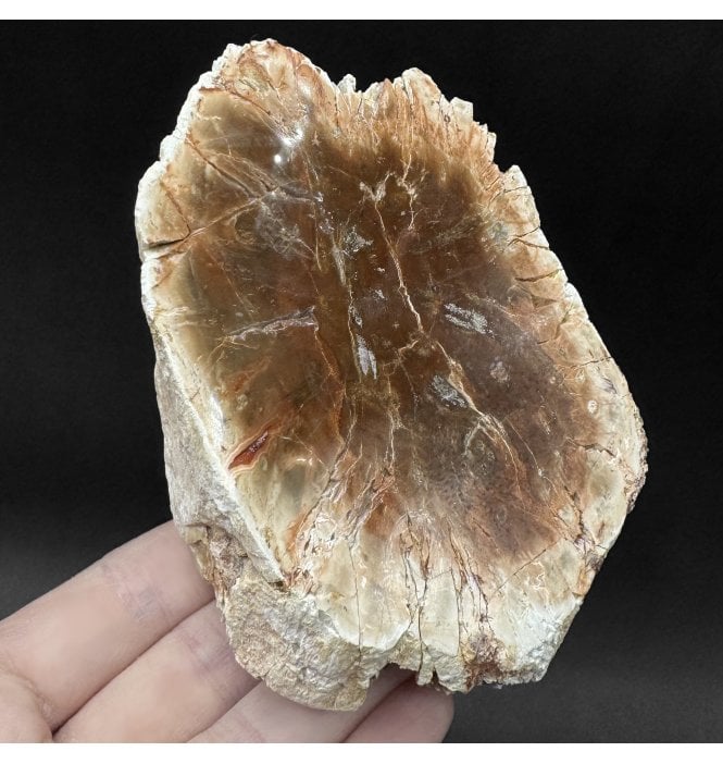 Lower Lias, Lower Jurassic Fossil Wood from Madagascar (SKU OF4481):- Dadoxylon sp.