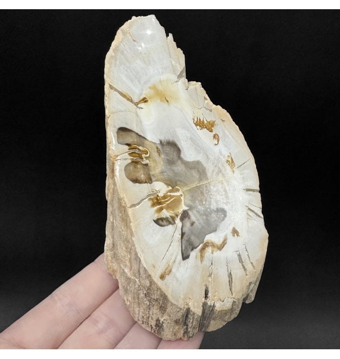 Lower Lias, Lower Jurassic Fossil Wood from Madagascar (SKU OF4483):- Dadoxylon sp.