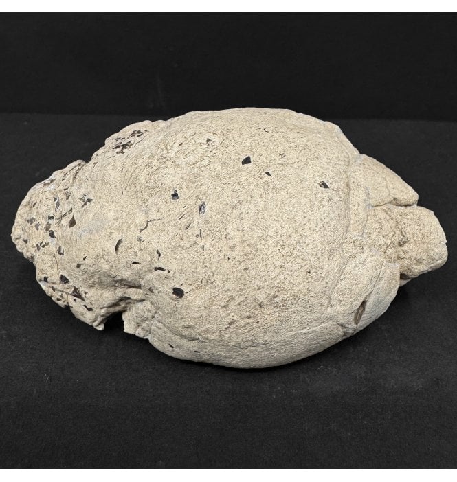 Lower Lias, Lower Jurassic, Ichthyosaur Coprolite from Charmouth, Dorset, England (SKU V8961):- Ichthyosaurus Coprolite