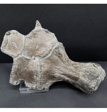 Lower Lias, Lower Jurassic Ichthyosaur Partial Paddle with Humerus from Charmouth, Dorset, England (SKU V8437) AW59