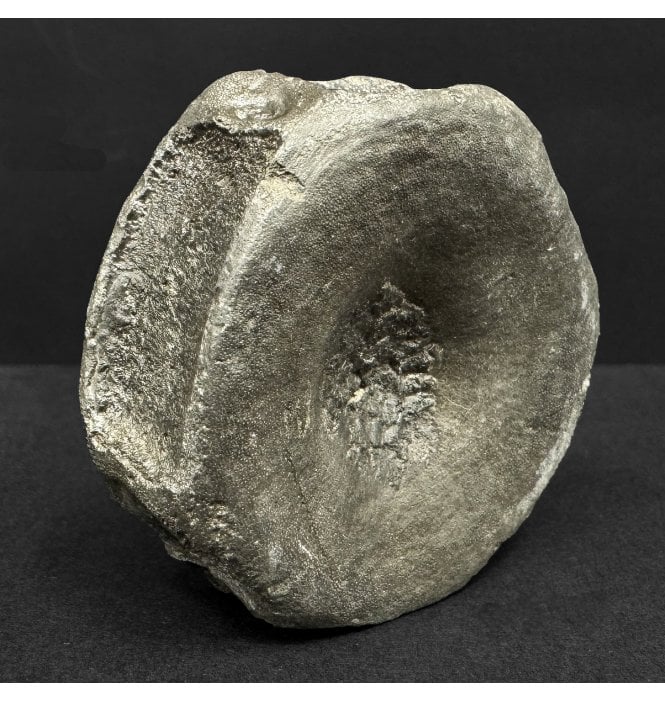 Lower Lias, Lower Jurassic Ichthyosaur Vertebra from Charmouth, Dorset, England (SKU V8977):- Ichthyosaurus communis