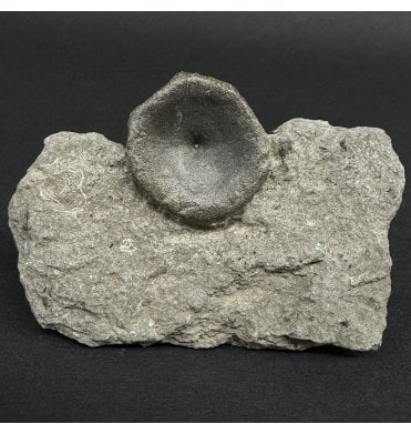 Lower Lias, Lower Jurassic Ichthyosaur Vertebra from Charmouth, Dorset, England (SKU V9036):- Ichthyosaurus communis
