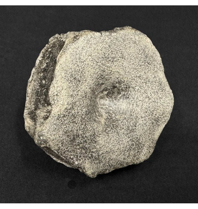 Lower Lias, Lower Jurassic Ichthyosaur Vertebra from Dorset, England (SKU V8993):- Ichthyosaurus communis