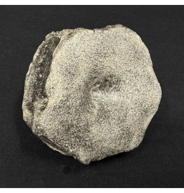 Lower Lias, Lower Jurassic Ichthyosaur Vertebra from Dorset, England (SKU V8993):- Ichthyosaurus communis