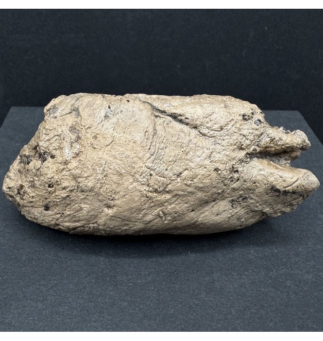 Lower Lias, Lower Jurassic Ichthyosaurus Coprolite with Fish Bone Inclusions from Charmouth, Dorset, England (SKU V7568):- Ichthyosaurus communis