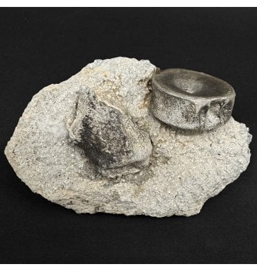 Lower Lias, Lower Jurassic Ichthyosaurus Vertebra and Bone from Dorset, England (SKU V9053):- Ichthyosaurus communis