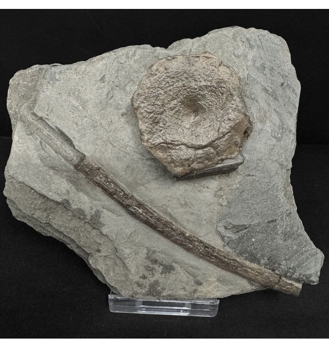 Lower Lias, Lower Jurassic Ichthyosaurus Vertebra and Rib from Charmouth, Dorset, England (SKU V8968):- Ichthyosaurus communis