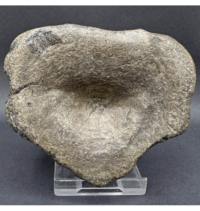 Lower Lias, Lower Jurassic Ichthyosaurus Vertebra from Dorset, England (SKU V7820):- Ichthyosaurus communis