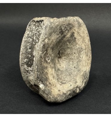 Lower Lias, Lower Jurassic Ichthyosaurus Vertebra from Dorset, England (SKU V9049):- Ichthyosaurus communis