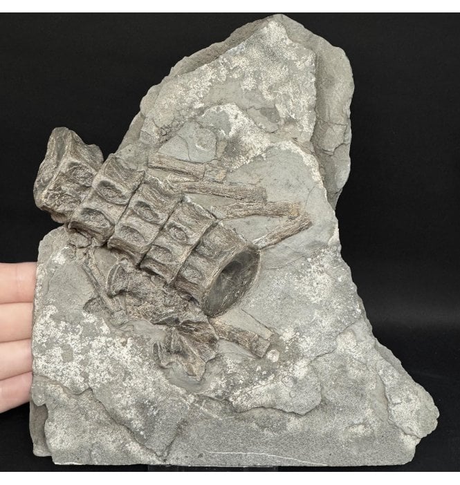 Lower Lias, Lower Jurassic Ichthyosaurus Vertebral Column from Charmouth, Dorset, England (SKU V9063):- Ichthyosaurus communis