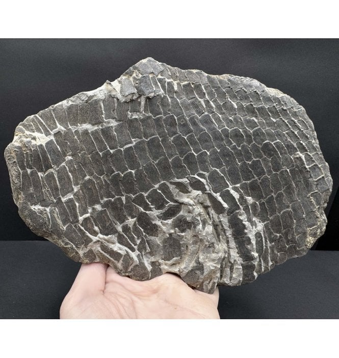 Lower Lias, Lower Jurassic Partial Fossil Fish Flank from Charmouth, Dorset, England (SKU V8394 AW49):- Dapedium sp. indet.