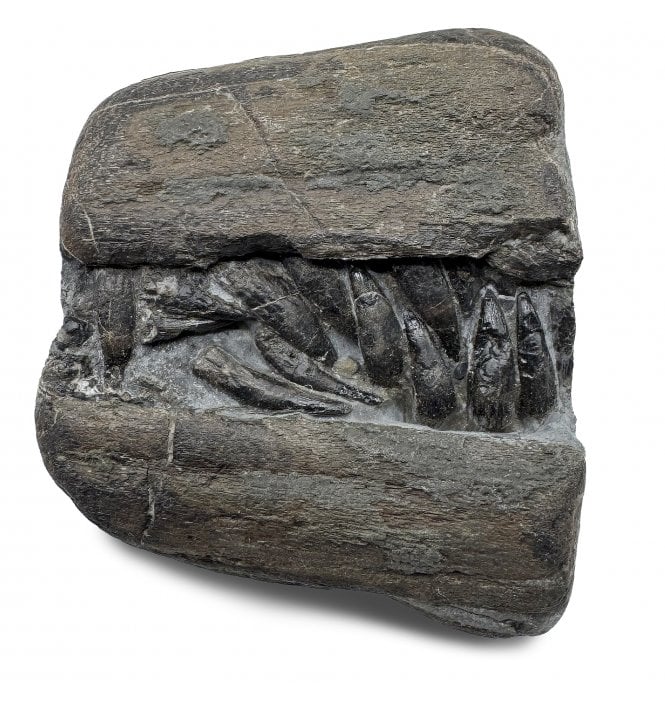 Lower Lias, Lower Jurassic, Partial Ichthyosaur Jaw with Teeth from Charmouth, Dorset, England (SKU V8607):- Ichthyosaurus communis
