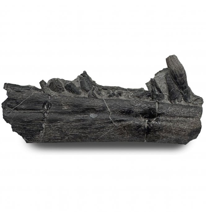Lower Lias, Lower Jurassic, Partial Ichthyosaur Jaw with Teeth from Charmouth, Dorset, England (SKU V8881):- Ichthyosaurus communis