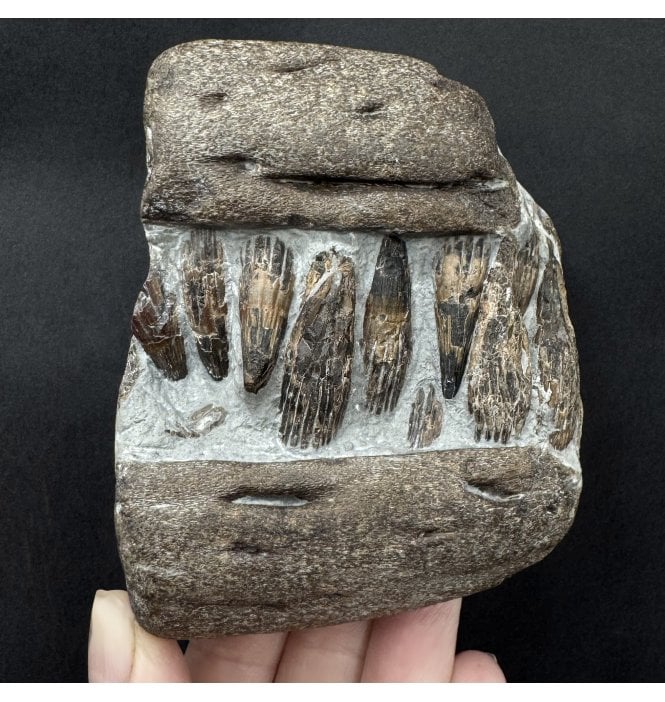 Lower Lias, Lower Jurassic, Partial Ichthyosaurus Jaw from Charmouth, Dorset, England (SKU V9135):- Ichthyosaurus communis