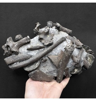 Lower Lias, Lower Jurassic Plesiosaurus Vertebrae Cluster from Charmouth, Dorset (SKU V9363) AW91:- Plesiosaurus dolichodeirus